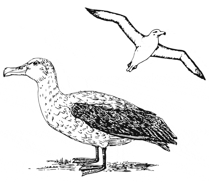 free Albatross coloring