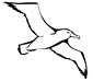 Albatross coloring page