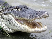 Alligator image