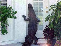 Alligator at the door