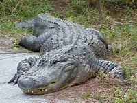 Alligator image