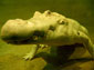 Alligator wallpaper
