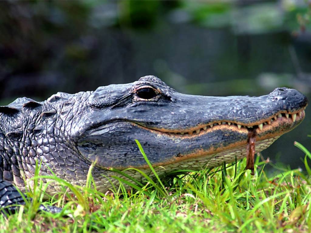 free Alligator desktop wallpaper wallpapers Desktop and Mobile