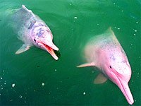 Amazon River Dolphin image