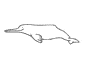 Amazon River Dolphin coloring page