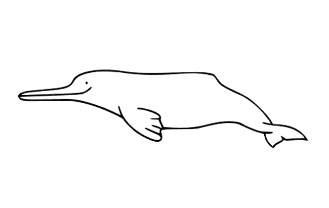 Amazon River Dolphin coloring sheet free printable page