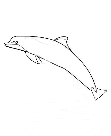 Amazon River Dolphin coloring sheet free printable page
