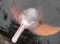 Amazon River Dolphin wallpaper