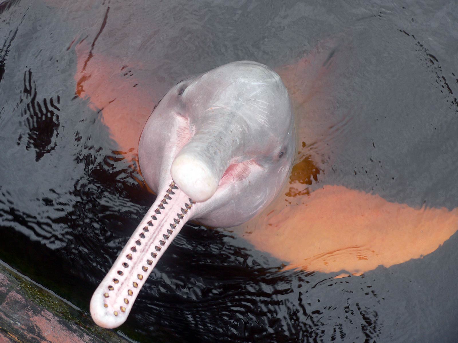 free Amazon River Dolphin wallpaper wallpapers download