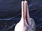 Amazon River Dolphin wallpaper