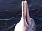 amazon river dolphin