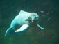 Amazon River Dolphin wallpaper