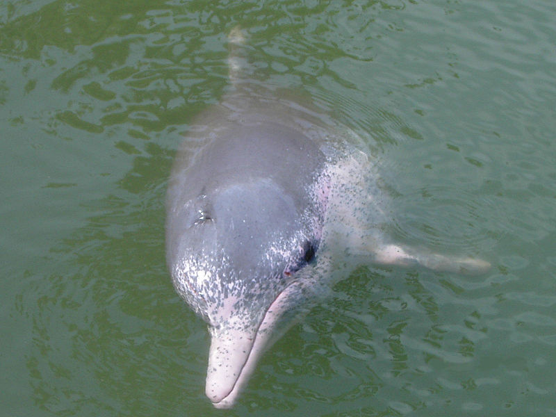 free Amazon River Dolphin wallpaper wallpapers and background