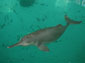 Amazon River Dolphin wallpaper