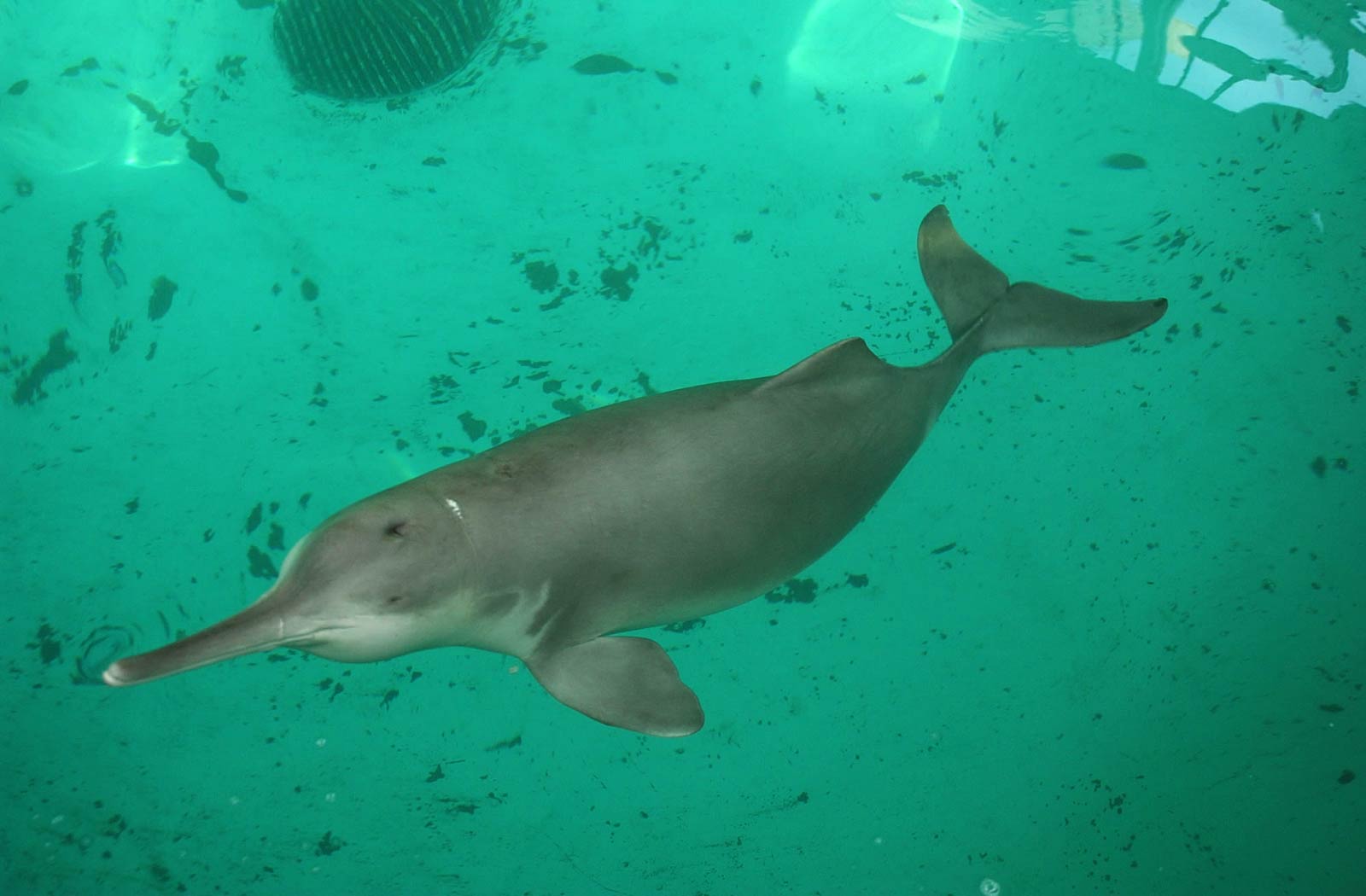 free Amazon River Dolphin desktop wallpaper wallpapers Desktop and Mobile