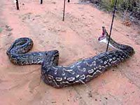 Anaconda image