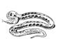 anaconda coloring page