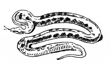 free Anaconda coloring page sheet print