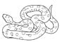 Anaconda coloring page