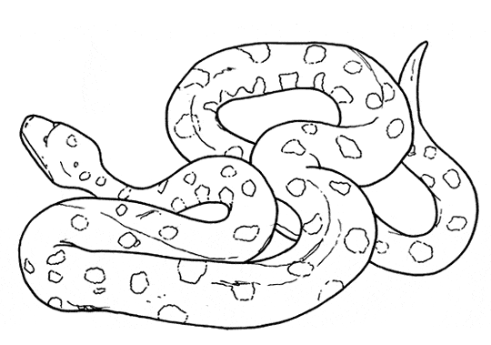 free Anaconda coloring page sheet print
