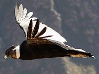 Andean Condor image