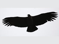 Andean Condor picture