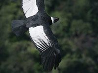 Andean Condor image