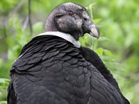 Andean Condor image