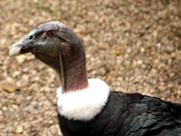 Andean Condor image