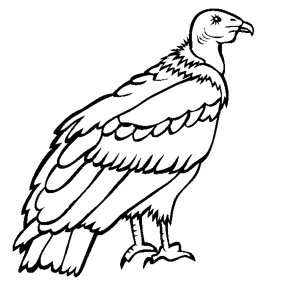 free Andean Condor coloring printable