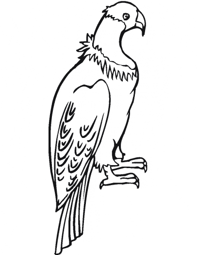 free Andean Condor coloring printable