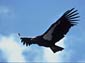 andean condor wallpaper