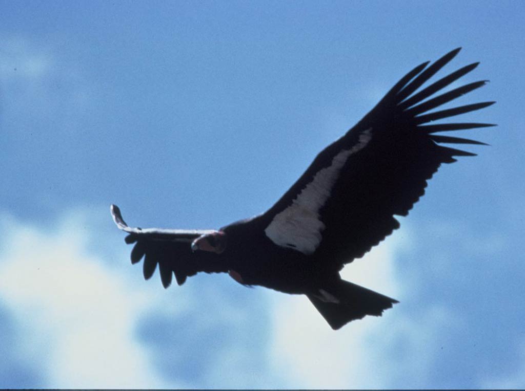 free Andean Condor wallpaper wallpapers download