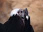 free andean condor wallpaper