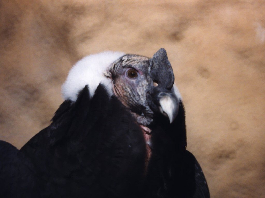 free Andean Condor wallpaper wallpapers download