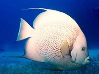 Angelfish image