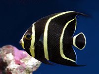 Angelfish image