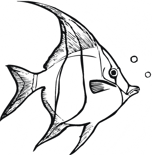 Free printable Angelfish coloring page