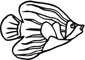 Angelfish coloring page