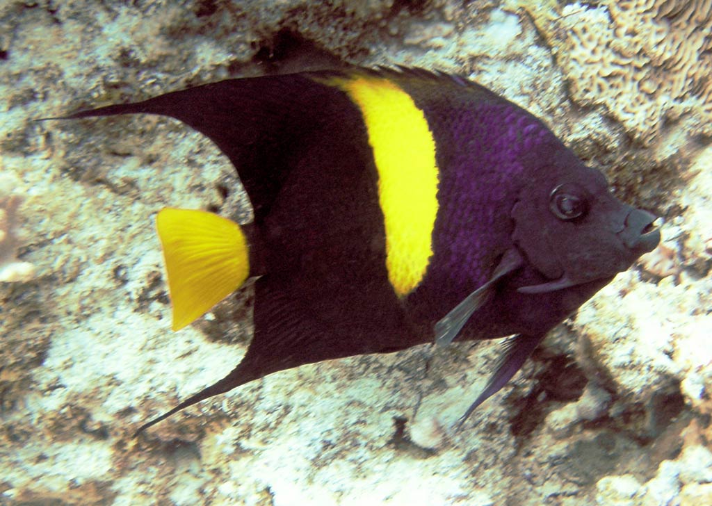 free Angelfish wallpaper wallpapers download