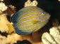 angelfish wallpapers