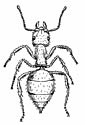 Ant coloring page