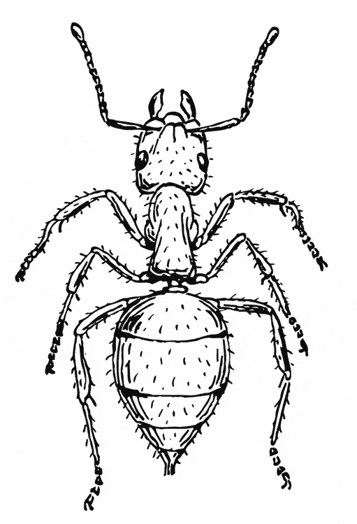 Free printable Ant coloring page sheet picture