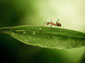 ant wallpaper