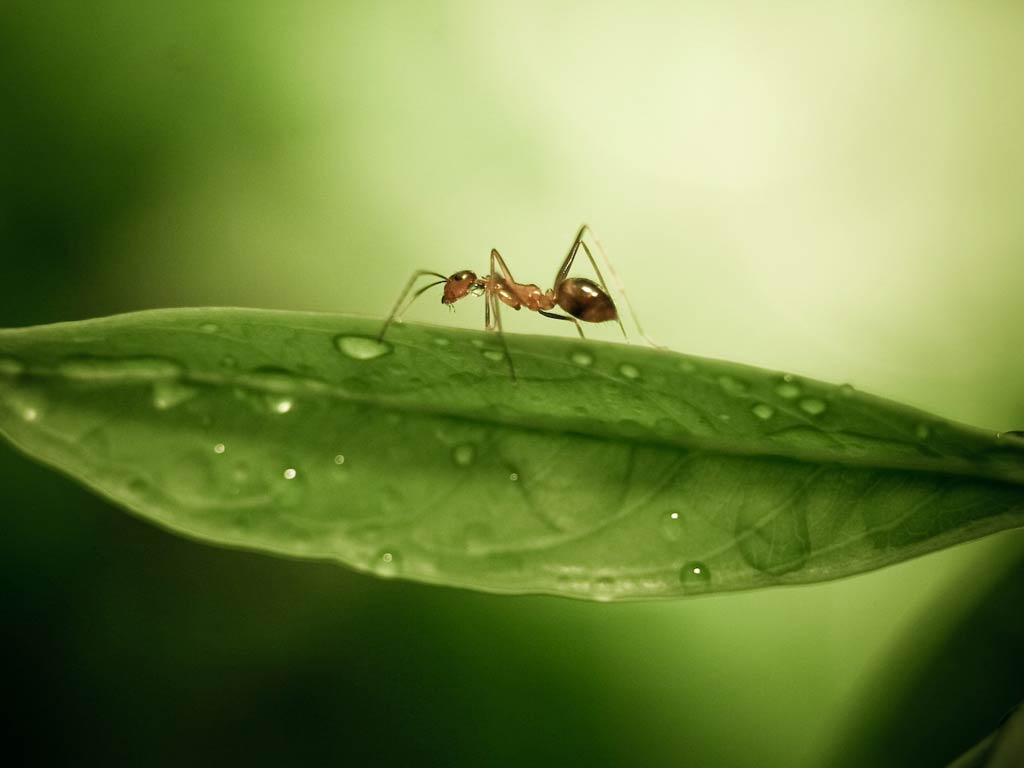 free Ant wallpaper wallpapers download