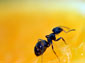 Ant wallpaper