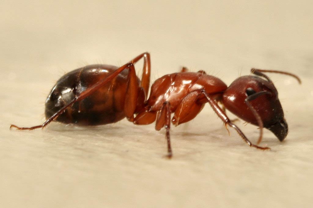 free Ant wallpaper wallpapers and background