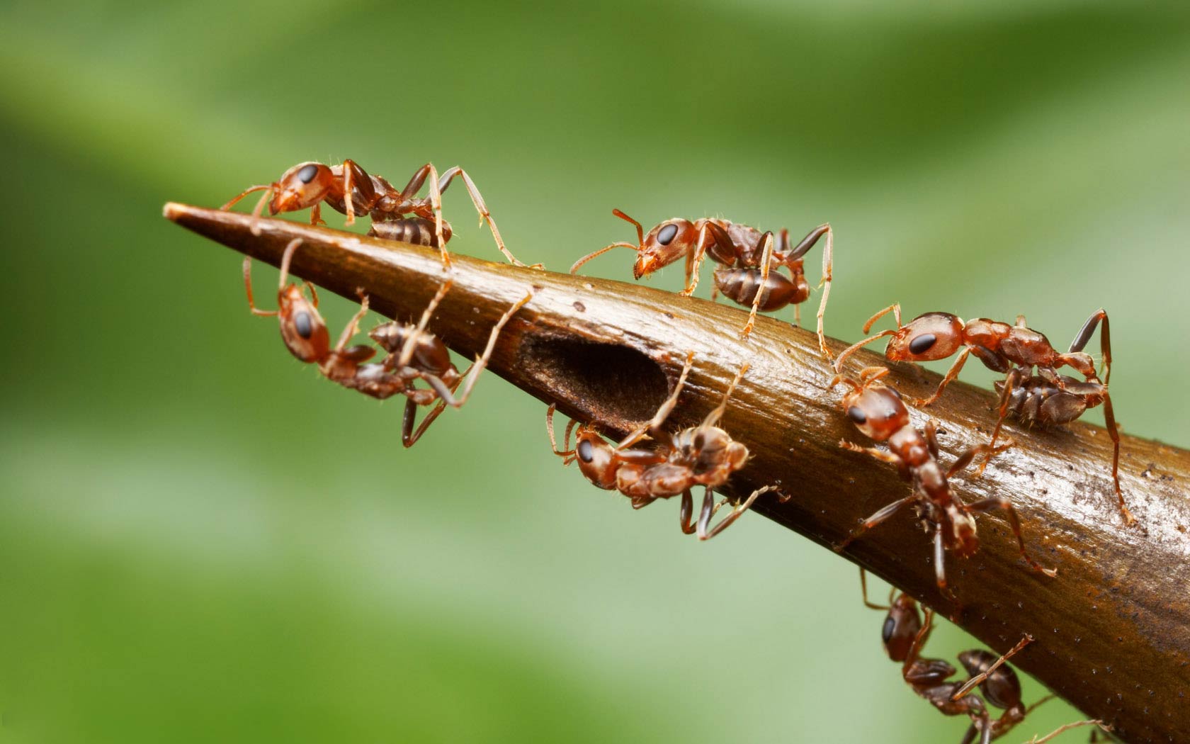 free Ant wallpaper wallpapers download