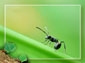 ant wallpaper