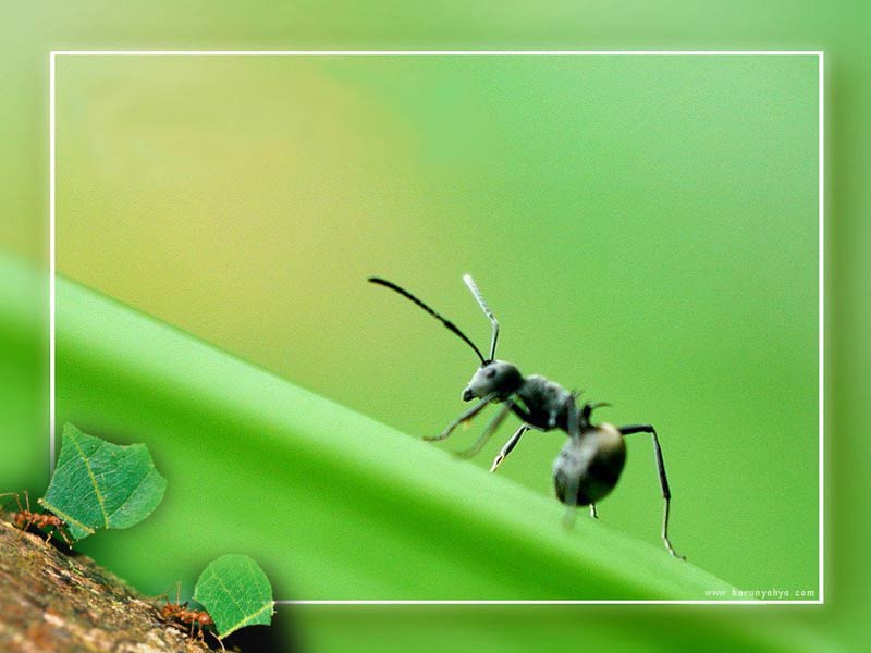 free Ant desktop wallpaper wallpapers Desktop and Mobile